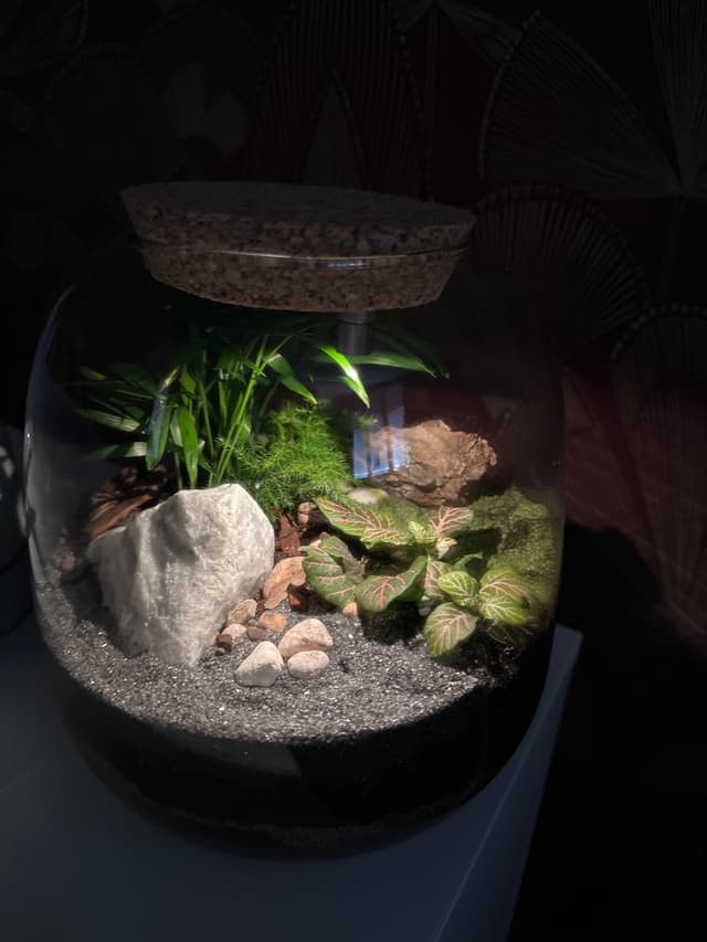 Décoration du terrarium