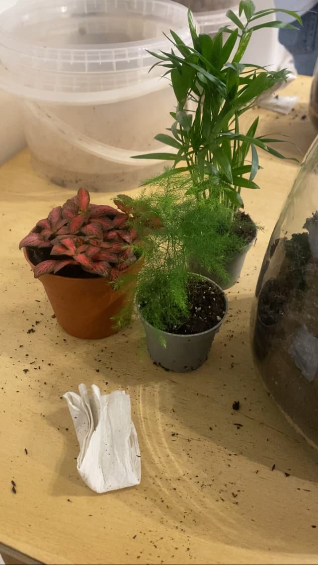 Plantes pour le terrarium